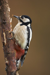 Great  spotted Woodpecker