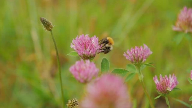 Close up view of bumble-bee on red clover flower, slow motion.