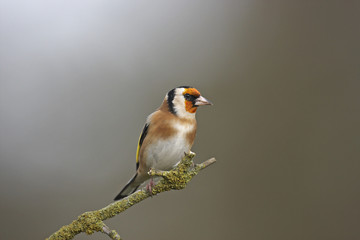 Fototapeta premium Goldfinch
