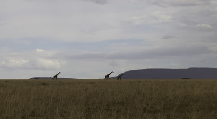Obraz na płótnie Canvas Giraffes returning for evening in Serengeti National Park