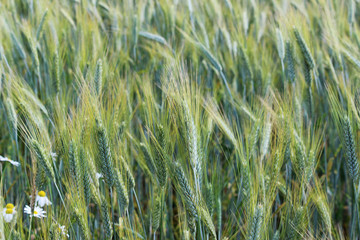 Field of ripening green wheat in late July in summer