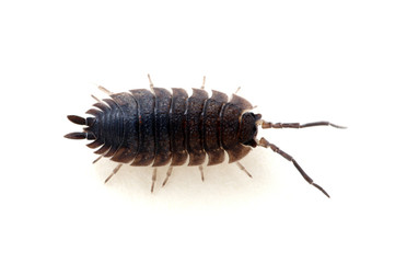 Woodlouse isolated on white