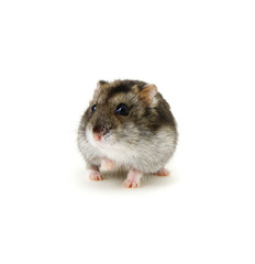 Dwarf hamster on white