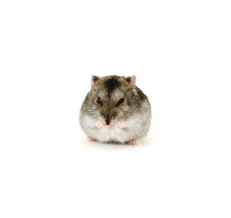 Dwarf hamster on white