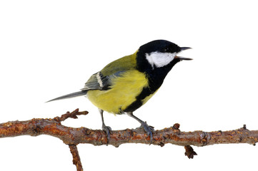 Obraz premium great tit on a branch
