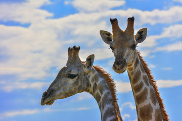 Namibia Okonjima game reserve giraffe