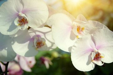 Plakat Orchid flower in garden