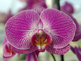 Orchid flower in garden