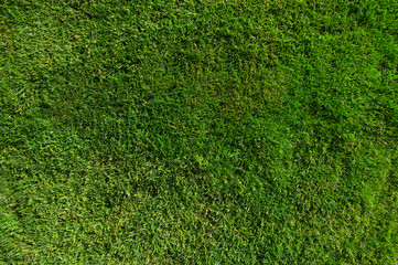 Fototapeta premium Background of a green grass