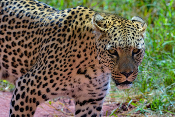 Fototapeta na wymiar Namibia Okonjima game reserve leopard