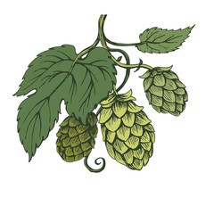 Vector sketch hops branch on green tones