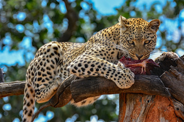 Namibia Okonjima game reserve leopard