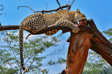 Namibia Okonjima game reserve leopard © LUC KOHNEN