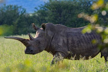 Namibia Ongava game reserve white rhinozeros with calf