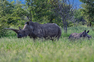 Namibia Ongava game reserve white rhinozeros with calf