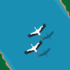 Obraz premium A pair of storks flying over the river, aerial top view, a love story.
