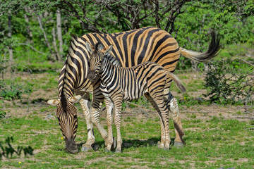 Namibia Ongava game reserve zebra foal