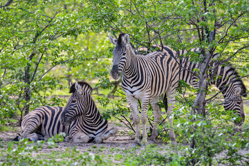 Fototapeta na wymiar Namibia Ongava game reserve zebra herd