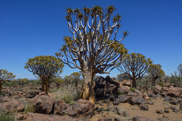 Namibia Quiver tree forest