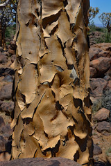 Namibia Quiver tree forest