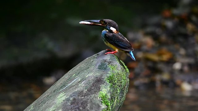Stunning bird landing on the rock holding fish with long bill . 
Blue banded kingfisher ( alcedo euryzona )
preparing food for babies in tropical forest.