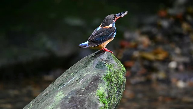 Stunning bird holding fish with long bill perching on rock.
Blue banded kingfisher ( alcedo euryzona )
preparing food for babies in tropical forest.