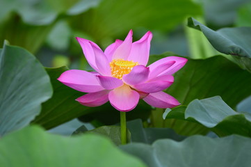 lotus