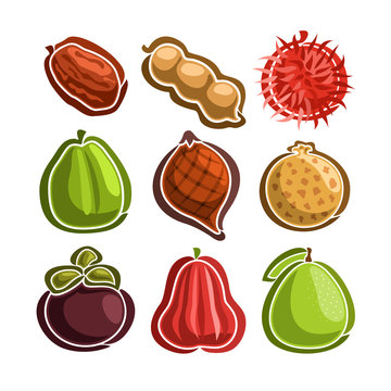 Vector Set icons of colorful exotic Fruits: 9 primitive logos of thai fruits isolated on white background, set of cartoon simple stickers for juice or candy, image of abstract fruit graphic pictograms
