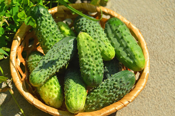 Cucumber gherkin in wattled basket