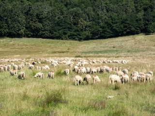 Fototapeta premium Herd of sheep for grazing, Romania