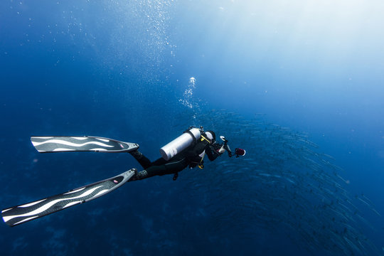 Diving with school of barracuda