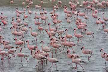 Naklejka na ściany i meble Namibia Walvis Bay flamingos