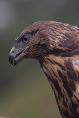 poiana rapace diurno