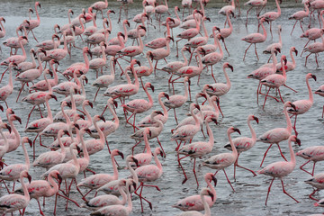 Obraz na płótnie Canvas Namibia Walvis Bay flamingos