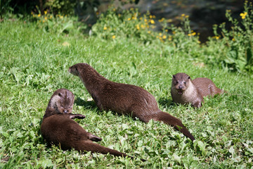 Eurasian Otter (Lutra lutra)