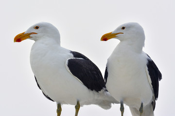 Namibia Walvis Bay seagulls