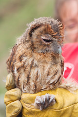 civetta athene noctua in mano ad un volontario