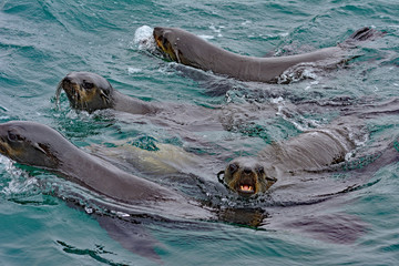 Namibia Walvis Bay seals