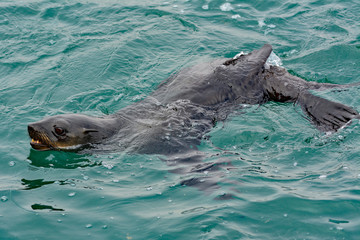 Obraz premium Namibia Walvis Bay seals