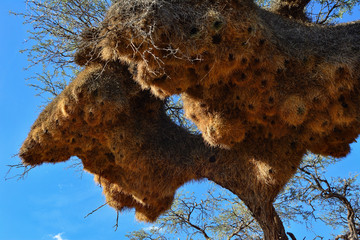 Namibia weaver bird tree