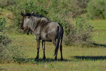 Naklejka na ściany i meble Namibia wildebeest