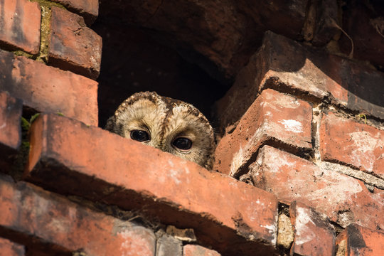 Tawny owl