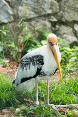 Stork bird resting