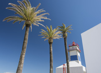 The lighthouse and tree palm trees close up