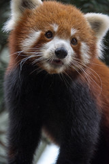 Fototapeta premium Red panda bear on tree