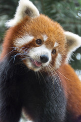 Red panda bear on tree
