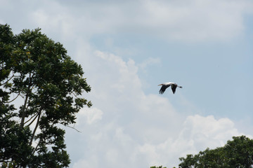 Stork bird flying blue sky background