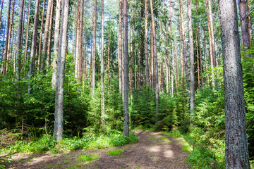 autumn forest trees. nature green wood sunlight backgrounds.