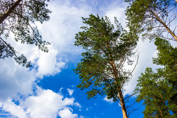 forest trees and the sky with big clouds behind them