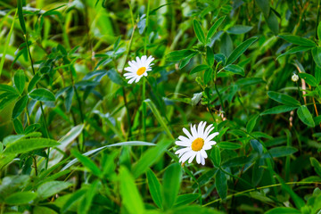 A lot of camomile flowers on a summer meadow